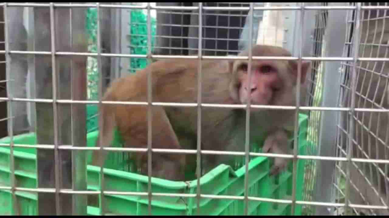 Honey Trap: संगमनेरमध्ये दहशत माजवणाऱ्या माकडाला पकडण्यासाठी वापरला हनी ट्रॅप, 20-25 मुलांवर केला होता हल्ला, मग..