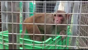 Honey Trap: संगमनेरमध्ये दहशत माजवणाऱ्या माकडाला पकडण्यासाठी वापरला 'हनी ट्रॅप', 20-25 मुलांवर केला होता हल्ला, मग..