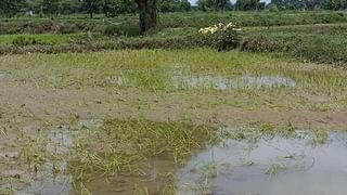 Water level in Dam : उजनी ‘ओव्हरफ्लो’, गडचिरोलीत पावसाच्या उघडीपीनंतरही पूरस्थिती कायम..!