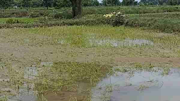 Bhandara : पावसाचा कहर, उगवलेले धानपीकही गाळाखाली, 25 हजार हेक्टरावरील पिकांना फटका