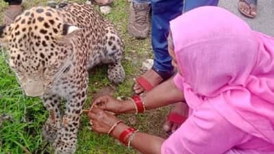 Viral Photo: बिबट्याला राखी बांधून भाऊ बनवला! राजस्थानातील थ्रिलिंग रक्षाबंधन, फोटो व्हायरल