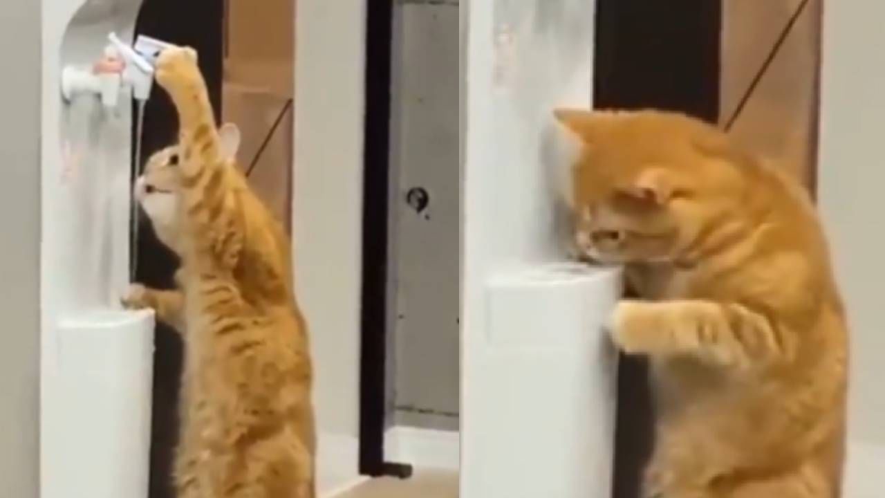 Cat Video: आयुष्यात पहिल्यांदा मांजरीने शिस्त दाखविली, नळ चालू करून प्युरिफायरचं पाणी प्यायलं!