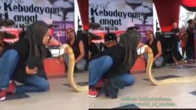Kissing King Cobra: टशन तर बघा, डायरेक्ट किंग कोब्राला किस! लोकं हैराण, व्हिडीओ व्हायरल