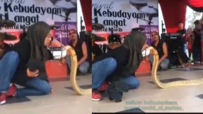 Kissing King Cobra: टशन तर बघा, डायरेक्ट किंग कोब्राला किस! लोकं हैराण, व्हिडीओ व्हायरल