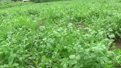 Success Story : निसर्गाच्या लहरीपणात एकरभर क्षेत्रात लाखोंचे उत्पन्न, उत्पादनाबरोबर शेतकऱ्याने जुळवले मार्केटचे गणित