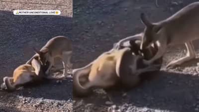 Viral: आईसारखे दैवत साऱ्या जगतावर नाही! अजगराने कांगारूच्या बाळाला पकडलं, कांगारू जीवाची पर्वा न करता अजगराला भिडलं