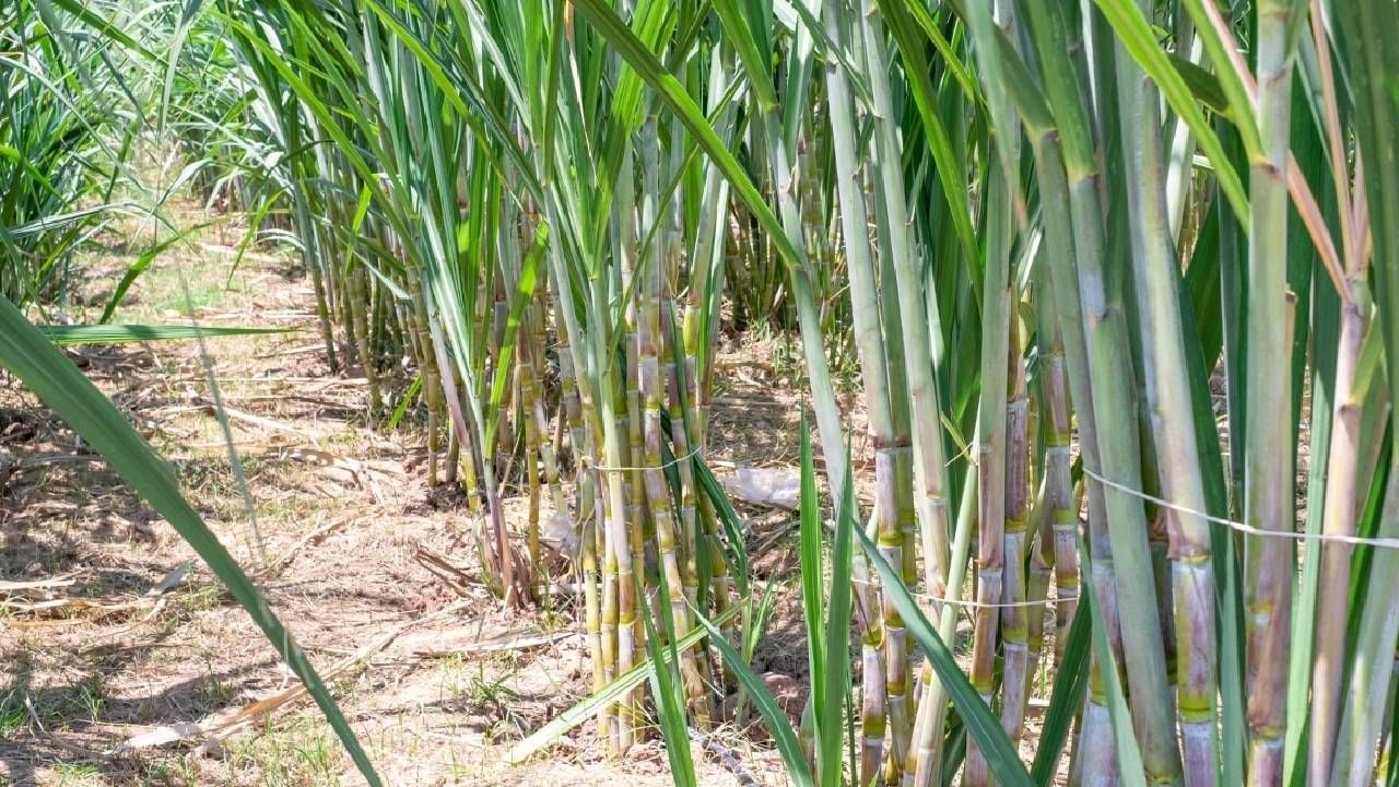 Sugarcane : केंद्राच्या निर्णयाने ऊसाचा गोडवा वाढला, एफआरपी रकमेतील वाढीचा काय होणार परिणाम?