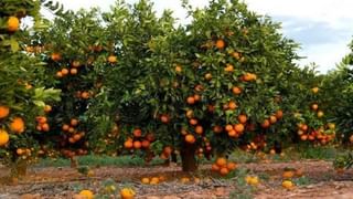 Amravati Farmer : संत्रा उत्पादकांचे नुकसान दरवर्षीचेच, भरपाईसाठी 4 वर्षापासून शेतकऱ्यांची पायपीट