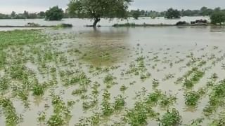 Amravati Farmer : संत्रा उत्पादकांचे नुकसान दरवर्षीचेच, भरपाईसाठी 4 वर्षापासून शेतकऱ्यांची पायपीट