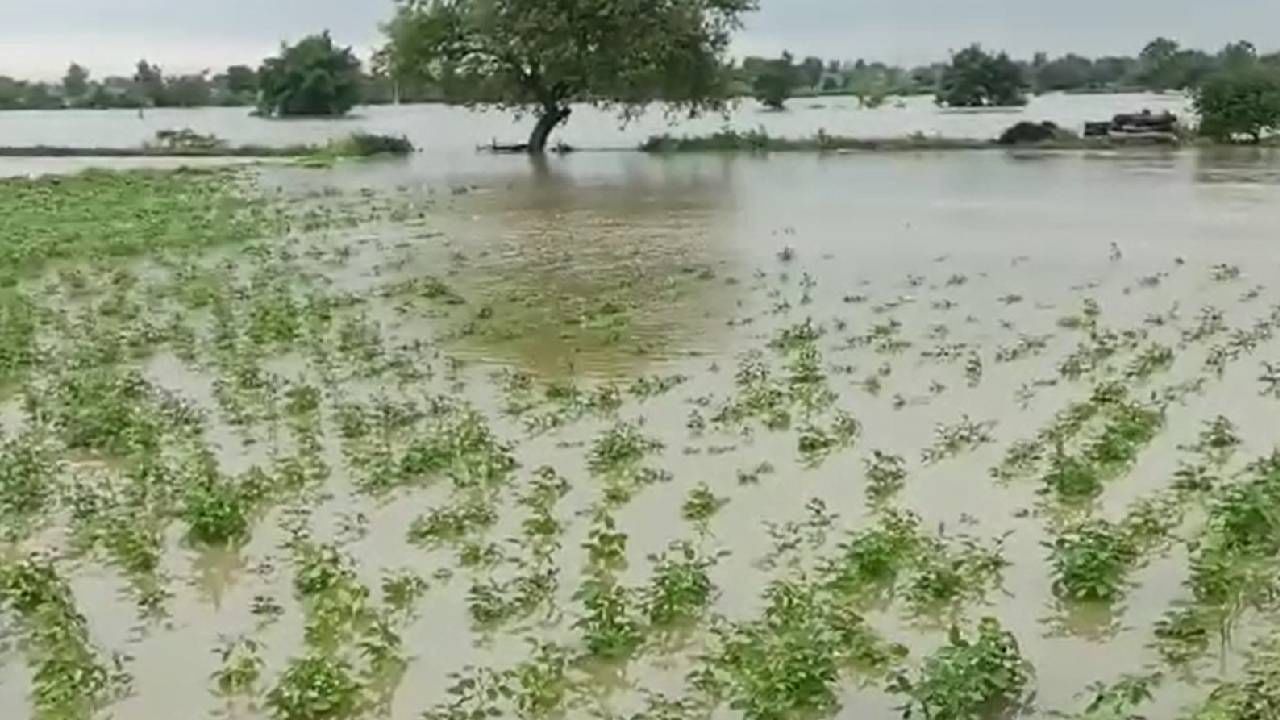 Bhandara : सततच्या पावसामुळे साठवलेल्या धान्यालाही फुटले कोंब, उभ्या पिकाचे सोडा आहे त्याची सुरक्षितता महत्वाची