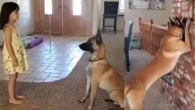 Dog Viral Video: कुत्र्यासोबत लपाछपी! कळतंय की कुत्र्याला सगळं, राज्य आल्यावर बघा कसं करतंय...नेटकरी प्रेमात!