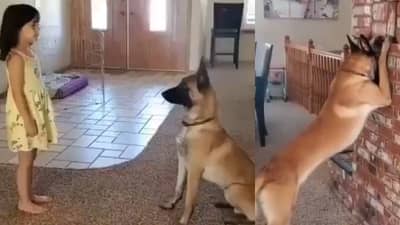 Dog Viral Video: कुत्र्यासोबत लपाछपी! कळतंय की कुत्र्याला सगळं, राज्य आल्यावर बघा कसं करतंय...नेटकरी प्रेमात!