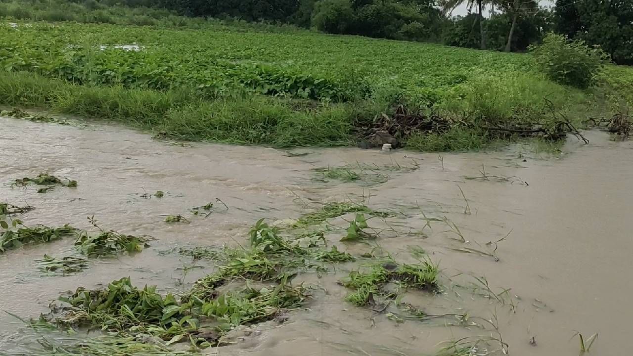 Rain : विदर्भ, उत्तर महाराष्ट्रात पावसाचे पुनरागमन, खरिपावर टांगती तलवार कायम..!