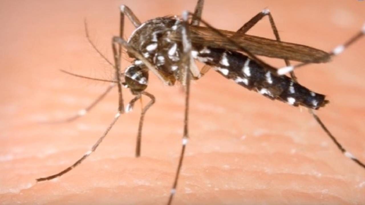 Mosquitoes: अंधारात डास आपल्याला कसं शोधतात? सोप्पंय, खूप सोप्पं! वाचा...