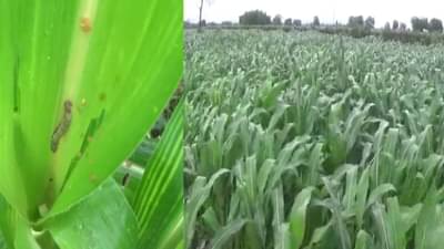 Lasalgaon | काय ती मका ...काय त्या लष्करी अळ्या....आमचा हातातोंडाशी आलेला घास निघून गेला हो...म्हणण्याची वेळ शेतकऱ्यांवर...