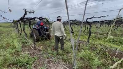 Solapur : हंगामी पिके सोडा फळबागेतूनही नुकसानच, 10 एकरवरील द्राक्षबाग शेतकऱ्याने उखडली