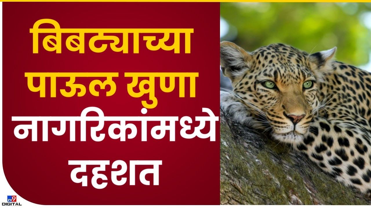 Bhandara Leopard : भंडाऱ्यातील टाकळीत बिबट्याचा वावर, नागरिकांमध्ये दहशतीचे वातावरण