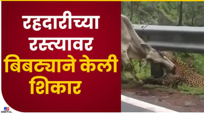 Video : भररस्त्यात शिकारीचा थरार! बिबट्याने पाडला बैलाचा फडशा, व्हिडीओ महाबळेश्वरचा असल्याची चर्चा