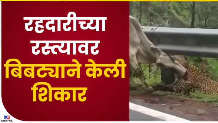 Video : भररस्त्यात शिकारीचा थरार! बिबट्याने पाडला बैलाचा फडशा, व्हिडीओ महाबळेश्वरचा असल्याची चर्चा Video : भररस्त्यात शिकारीचा थरार! बिबट्याने पाडला बैलाचा फडशा, व्हिडीओ महाबळेश्वरचा असल्याची चर्चा