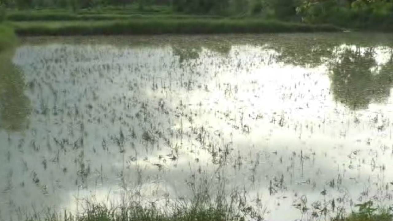 Gondia | गोंदिया जिल्ह्यात पुरामुळे 12 हजार हेक्टर शेतीचे नुकसान, शेतात पाणी साचल्यामुळे पंचनामे थांबले