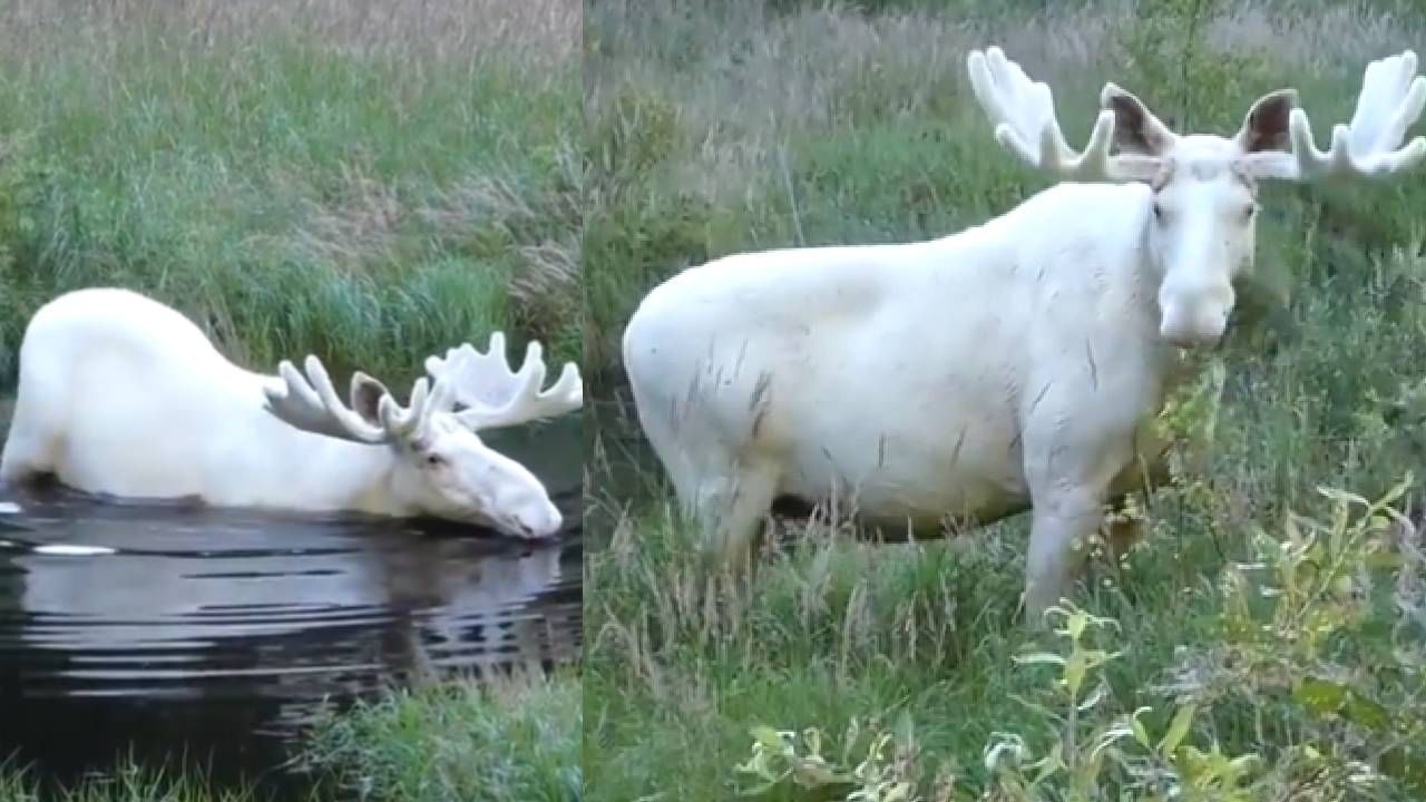 White Moose Viral Video: अरे भाय भाय, स्वॅग हाय का काय? व्हिडीओ व्हायरल, नेटकरी प्रेमात