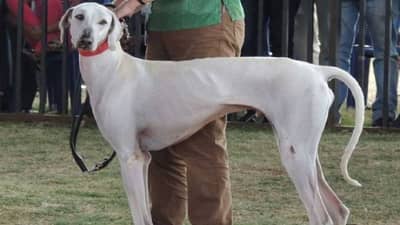 Mudhol Hounds : पंतप्रधान नरेंद्र मोदी यांच्या सुरक्षाव्यवस्थेतील श्वानपथकात आता मुधोळचे श्वानही, जाणून घ्या मुधोळ हाऊंडसविषयी