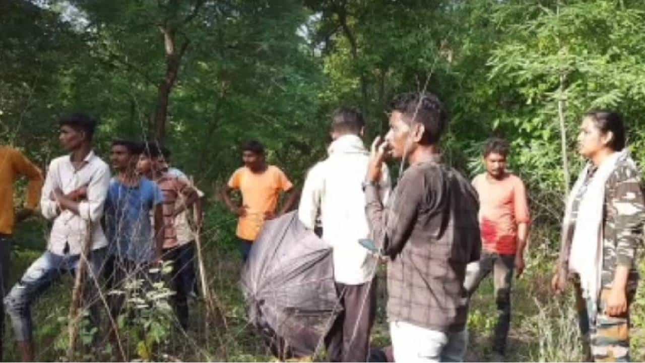 Chandrapur Tiger : चंद्रपुरात वाघाच्या हल्ल्यातील जखमी गुराख्याचा मृत्यू, जिल्ह्यातील 3 दिवसांतील वाघाचा तिसरा बळी