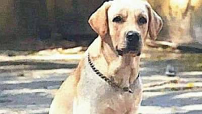 Mumbai Police: मुंबई पोलिसांच्या राणाचं निधन, पोटाचा विकारामुळे वयाच्या सातव्या वर्षी निधन