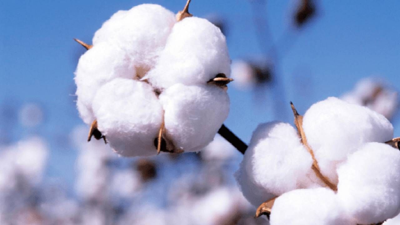 Cotton Crop : यंदाही पांढऱ्या कापसाला सोन्याचा भाव, काय आहेत नेमकी कारणे?