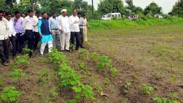 Agriculture Minister : कृषीमंत्री अब्दुल सत्तार उतरले बांधावर, वारंगा येथील नुकसानग्रस्त शेतीची पाहणी