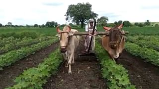 Agricultural : पंचनाम्याचे परफेक्ट नियोजन, कृषी मंत्र्यांच्या अनोख्या फंड्याने शेतकऱ्यांना मिळणार का भरपाई..!