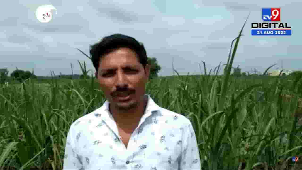 फुलकोबीचे केवळ साडे नऊ रुपये, शेतकऱ्याची निराशा