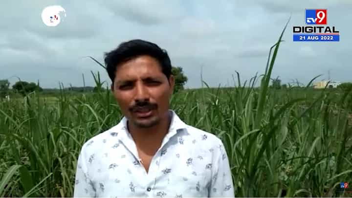 फुलकोबीचे केवळ साडे नऊ रुपये, शेतकऱ्याची निराशा फुलकोबीचे केवळ साडे नऊ रुपये, शेतकऱ्याची निराशा