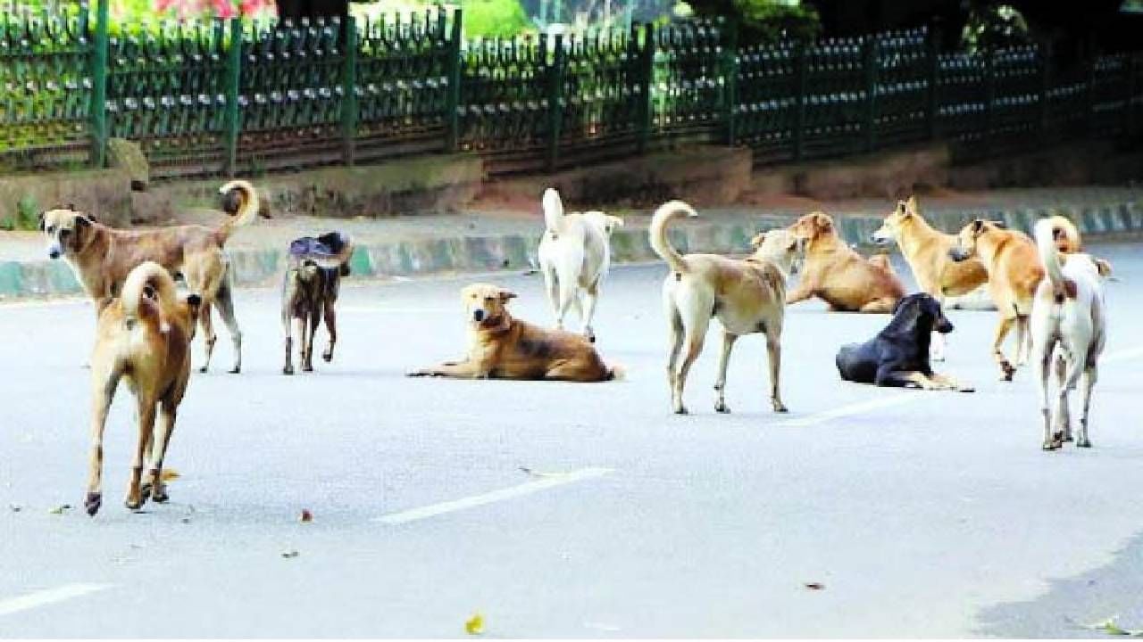 Stray dogs: देशात भटक्या कुत्र्यांची दहशत, उ. प्रदेश, महाराष्ट्रासह या राज्यांत सर्वाधिक डॉग बाईटच्या केसेस, दररोज घडतायेत 12 हजार घटना