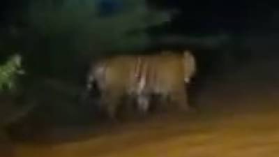 Chandrapur Tiger : वीज केंद्राजवळ वाघाची जोडी, वर्दळीच्या रस्त्यावर वाघ दिसल्यानं खळबळ, चंद्रपूर वनविभाग सतर्क