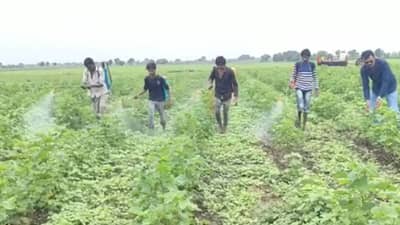 Kharif Season : पावसाचा धोका टळला अन् किडीचा प्रादुर्भाव वाढला, खरीप पीके धोक्यातच..!