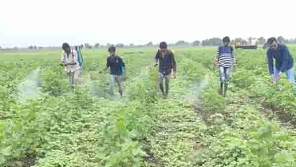 Kharif Season : पावसाचा धोका टळला अन् किडीचा प्रादुर्भाव वाढला, खरीप पीके धोक्यातच..!