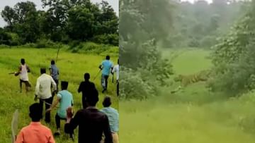 Video Gadchiroli Tiger : गडचिरोलीतील शेतात वाघाने डरकाळी फोडली, गावकरी एकत्र आले, वाघाला पळता भूई थोडी...
