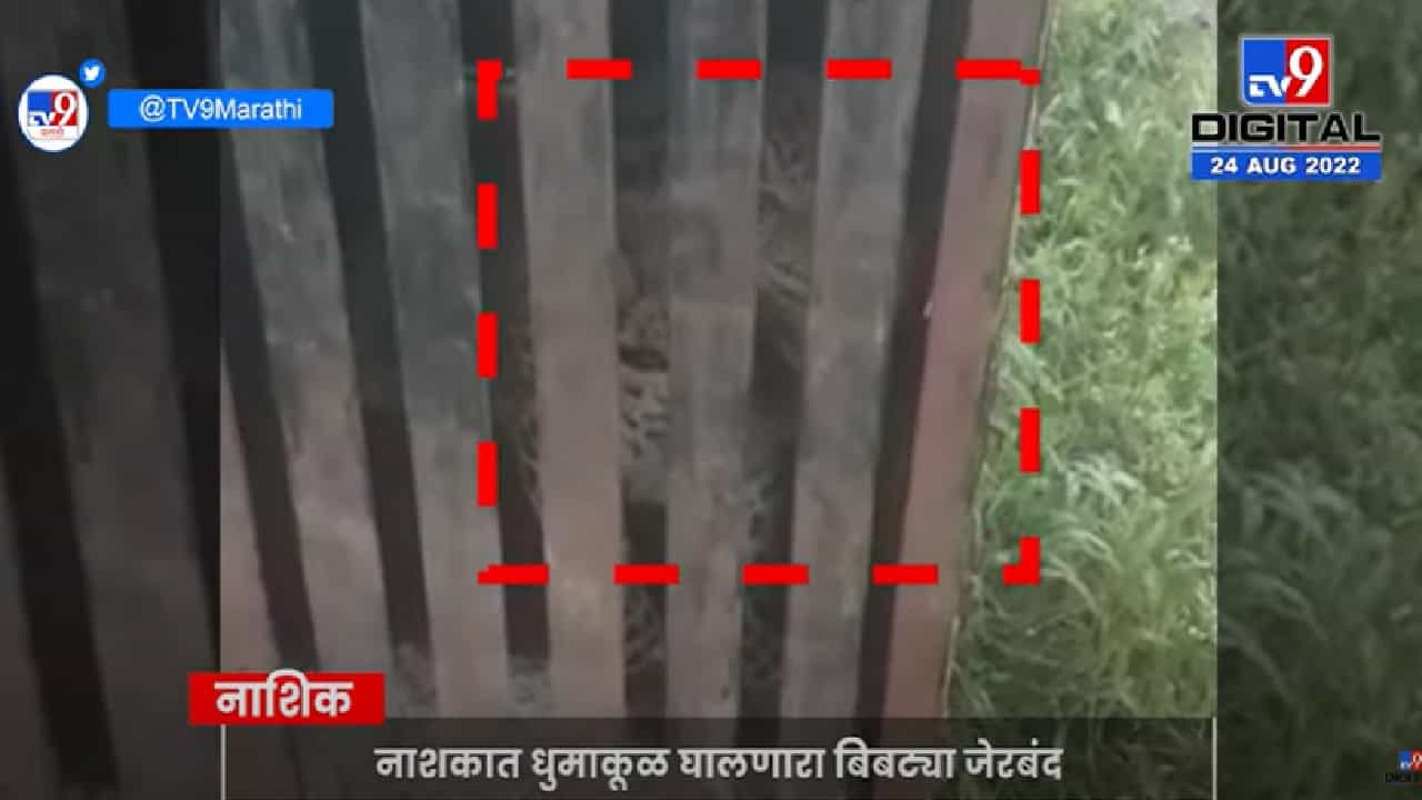 Nashik : चाडेगाव शिवारातील धुमाकूळ घालणारा बिबट्या जेरबंद, ग्रामस्थांनी घेतला सुटकेचा निःश्वास
