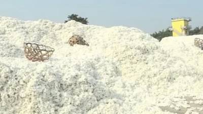 Inflation : कापसाच्या भावात मोठी वाढ; कापड गिरण्या संकटात, कपड्यांचे भावही वाढणार?