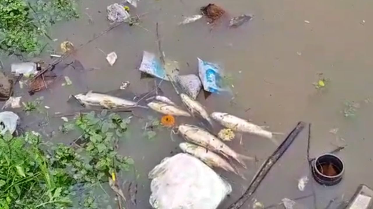 Sangli : कृष्णा नदीतल्या मृत माशांबाबत 2 महिन्यात अहवाल द्या, पुण्याच्या हरित लवाद न्यायालयाचे राज्य सरकारला आदेश