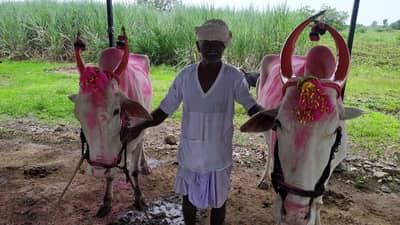 Agricultural : बैलपोळा सण बैलांचा उत्साह शेतकऱ्यांचा..! जाणून घ्या साजश्रृंगार अन् महत्व
