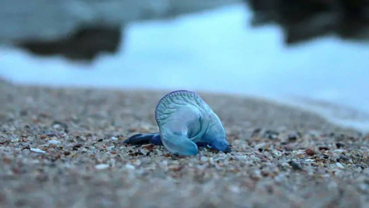 Mumbai : मुंबईच्या किनाऱ्यावर पुन्हा Blue Bottle Jellyfish आढळल्यानं खळबळ! ऐन गणेशोत्सवात काळजी वाढवणारी बातमी