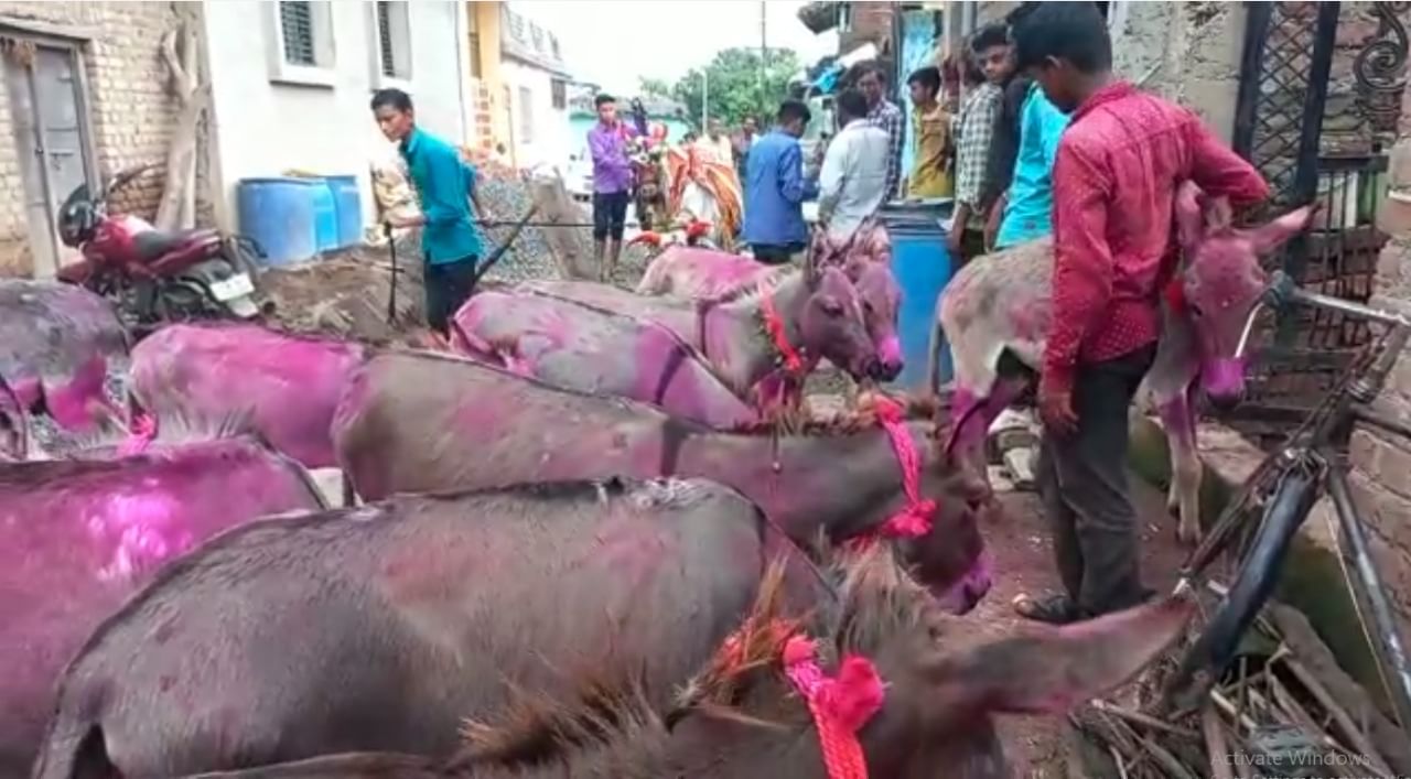 गाढवांचा पोळा : महाराष्ट्रात या गावात बैलपोळ्याच्या दिवशी होते गाढवांची पूजा, साज शृंगार आणि घरोघरी पुरणाची पोळी