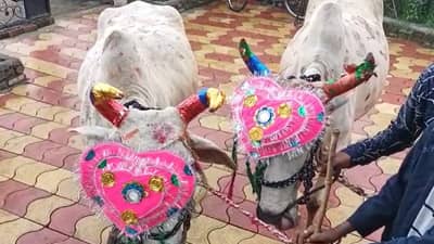 Bail Pola : प्रतिकूल परस्थितीमध्येही पोळा उत्साहात, राज्यभर बैल पोळ्याची परंपरा कायम..!