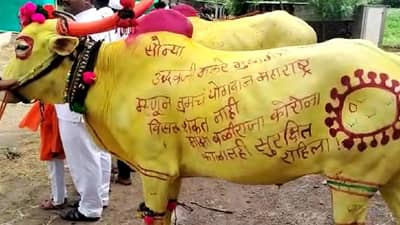 Bail Pola : जवळचे गेले विरोधात, पण सोन्या बैलाची थाप, तुमच्यामुळेच सुरक्षित, उद्धव ठाकरेंसाठीचा संदेश राज्यभरात चर्चेत