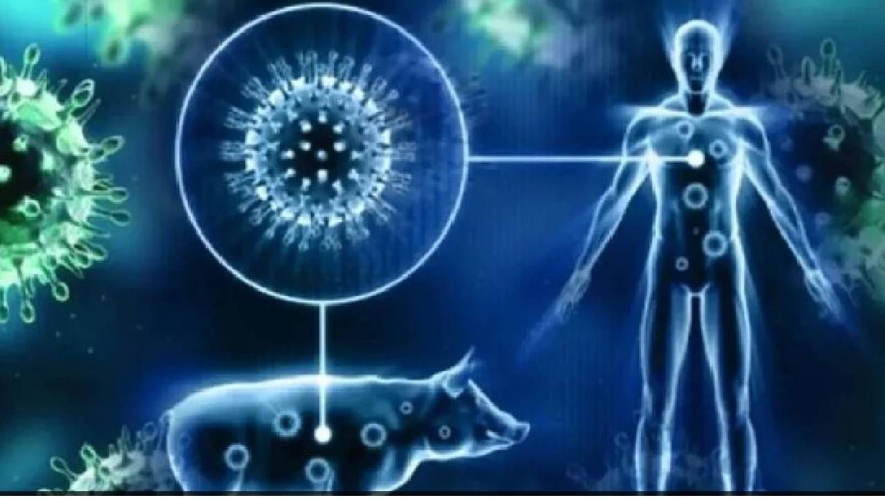 Nagpur Swine Flu : नागपुरात स्वाईन फ्लूचे 20 बळी?, विश्लेषण समितीच्या बैठकीत 30 ऑगस्टला ठरणार नेमकं कारण Nagpur Swine Flu : नागपुरात स्वाईन फ्लूचे 20 बळी?, विश्लेषण समितीच्या बैठकीत 30 ऑगस्टला ठरणार नेमकं कारण