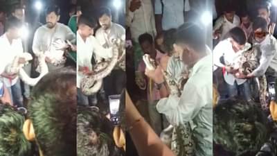 Video : अजगर बघण्यासाठी आले, वाहतूक कोंडी करुन गेले! पाहा नेमकं काय घडलं?