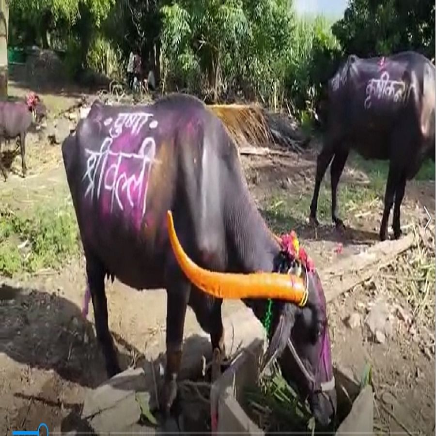 दारफळ गावातील  पृथ्वीराज चव्हाण या युवा शेतकर्याने आपल्या शेतातील  म्हशीवर सत्ता स्थापनेच्या काळात सांगोल्याचे आमदार शहाजी पाटील  यांच्या गाजलेल्या "काय झाडी काय डोंगार"समंद ओके या डायलाॅगची भुरळ शेतकर्याना पडल्याचे दिसुन आले.