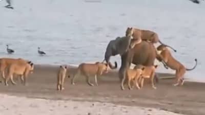 Elephant Viral Video: छोट्याशा हत्तीचा हा व्हिडीओ प्रचंड व्हायरल! प्रश्न पडतो जंगलाचा राजा नेमका कोण?